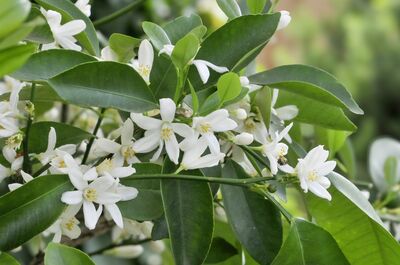 Citrus mitis madurensis, calamondin, florif&egrave;re, floraison abondante