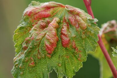 Le puceron jaune du groseillier au jardin : pourquoi les feuilles se gonflent-elles et comment y rem�dier ?