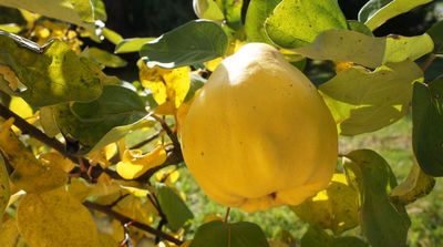 Les coings : bons pour la sant�, vari�s et d�licieux