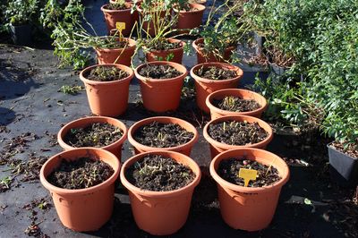 Planter des pommes de terre en pot : culture lors d'un �t� humide
