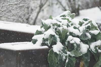 Cultiver des l�gumes d'hiver : guide du semis � la r�colte