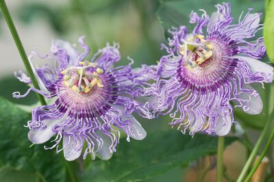 Polliniser la Passiflore � fruits Cooltropics