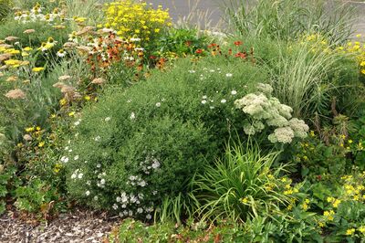 Plantation associ&eacute;e de vivaces avec asters, achill&eacute;es, h&eacute;l&eacute;nies, gramin&eacute;es ornementales et autres plantes