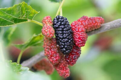 Le m�rier est-il r�sistant au froid ?