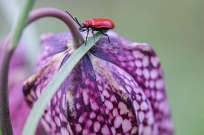 Alerte au crioc�re du lis : comment reconna�tre et lutter efficacement contre ce col�opt�re rouge ?