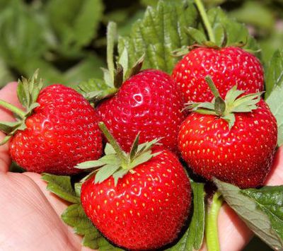 Pourquoi les fraises sont-elles bonnes pour la sant&eacute;&nbsp;?