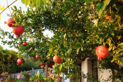 Comment faire pour que mon grenadier produise des fruits ?