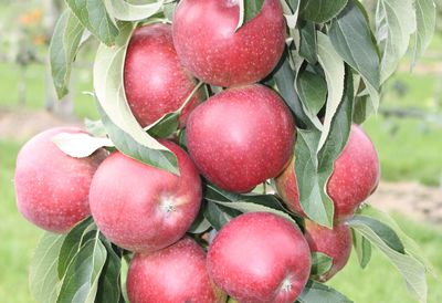 Mon pommier colonnaire ne fleurit pas - que faire�?