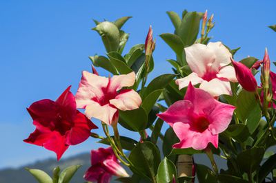 Mandevilla, Dipladenia: Entretien, multiplication, hivernage