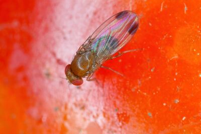 Drosophila suzukii, drosophile de la cerise, sur un fruit