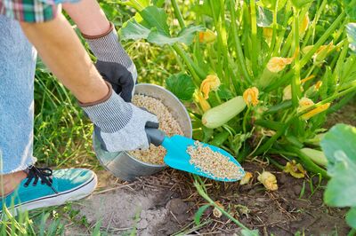 Fertiliser�en �t�  : quelles plantes en tirent profit ou risquent d'en souffrir