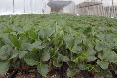 Quand planter des fraisiers&nbsp;? - la r&eacute;ponse de Lubera�.