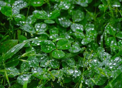 Engrais vert : comment renforcer votre sol de mani�re durable et naturelle ?