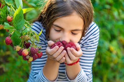 Autosuffisance dans votre jardin en framboises et m�res