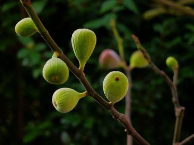 Quels sont les figuiers qui r�sistent au froid ? 