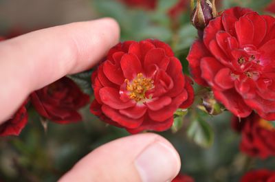 Tailler les rosiers nains &mdash; les conseils essentiels de Lubera�