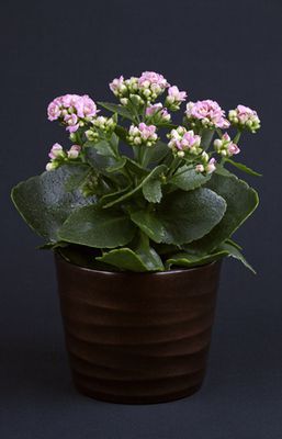 Kalancho� : Conseils et astuces d’entretien