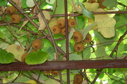 R�colte des kiwis - quand et comment? 