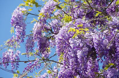 Glycine : Tout savoir sur cette plante grimpante, son entretien et son hivernage 