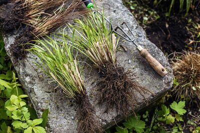Diviser les gramin�es du jardin : notre guide, nos conseils et le moment id�al