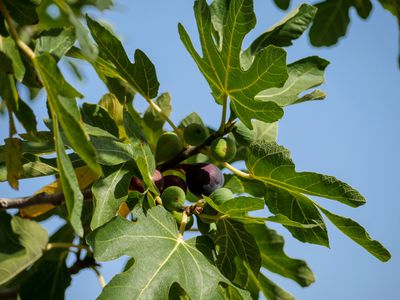 Quand les figues sont-elles m�res�? Le bon moment pour r�colter les figues