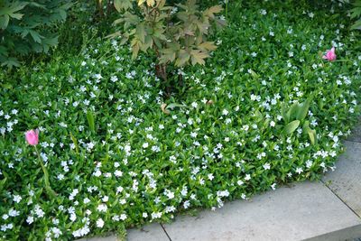 Kleines Immergr&uuml;n (Vinca minor ) g&uuml;nstige Bodendecker