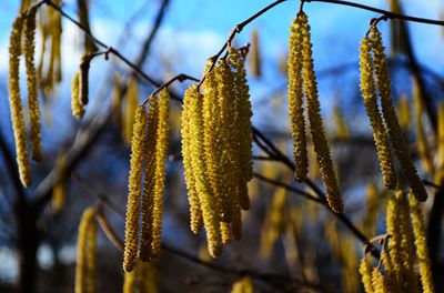 Faits int&eacute;ressants sur la fleur de noisetier