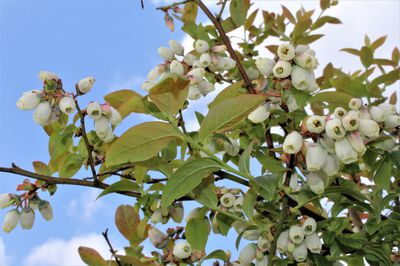 Comment se passe la pollinisation des myrtilles ?