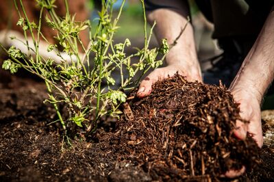 Sol acide : pourquoi les myrtilles en ont-elles besoin?