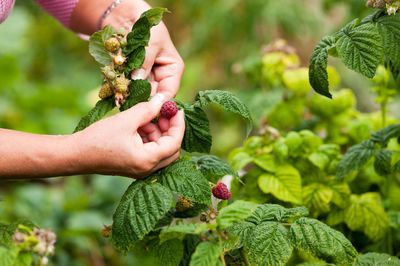 Cueillir les framboises - instructions sur le meilleur moment et la meilleure fa&ccedil;on de le faire