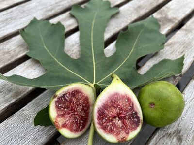 Pendant combien de temps peut-on r�colter les figues ?