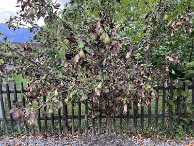 Le poirier perd ses feuilles en �t� : causes fr�quentes et solutions