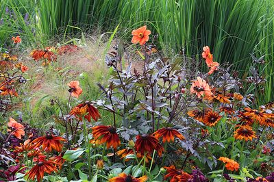 Associer les dahlias � des plantes vivaces, des gramin�es et des fleurs d'�t�
