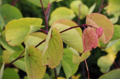 Arbre de Jud�e : son meilleur emplacement, comment le planter et l'entretenir dans son jardin