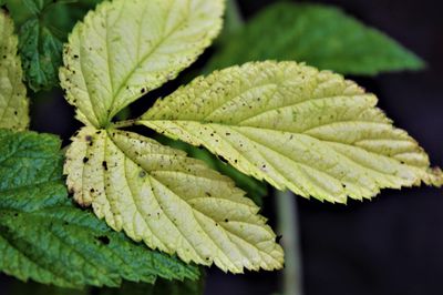 Pourquoi les feuilles de mes framboisiers jaunissent-elles&nbsp;?