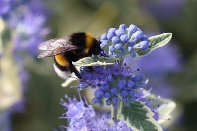 Ce qu'une reine bourdon attend d'un jardin d'automne