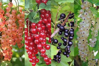 Planter des groseilliers - Guide-conseil Lubera� pour la p�riode de plantation des groseilliers