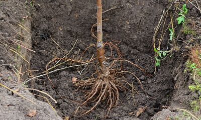 Planter des arbres fruitiers &agrave; p&eacute;pins, d&eacute;gager les racines de la motte, plantation en automne