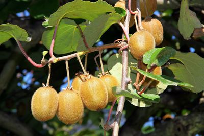 Comment r�ussir � planter et multiplier un kiwi ?