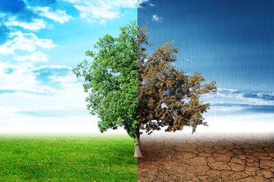 Chaleur et s�cheresse au jardin : arbres fruitiers et arbustes � baies r�sistants au changement climatique