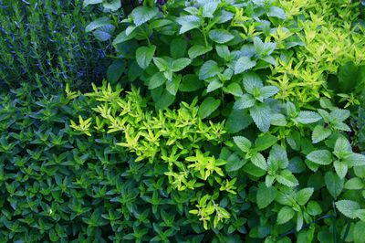 Quelles aromatiques associer ? Conseils de plantation pour un carr� d'herbes aromatiques r�ussi