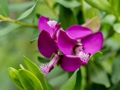 Le polygale � feuilles de myrte -de splendides fleurs violettes