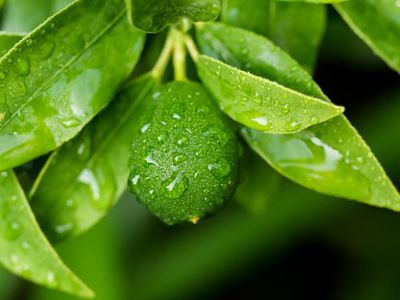 Le kumquat - conseils d’entretien des fruits exotiques