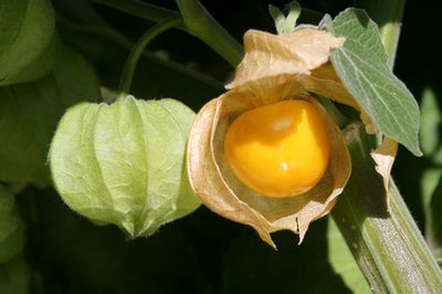 Planter des physalis - Guide-conseil Lubera� sur la culture, l’entretien et la r�colte des coquerets du P�rou