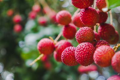 Planter le litchi - pr&eacute;cautions &agrave; prendre