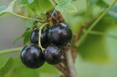 Cassissima� : La plante comestible de l'ann�e 2026