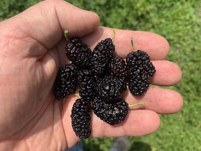 m&ucirc;res de m&ucirc;rier et m&ucirc;res de ronce, Morus et Rubus