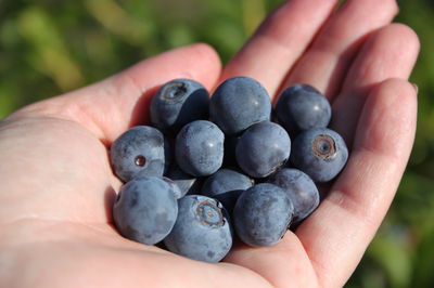 Super-aliment myrtilles - la force de la nature en bleu