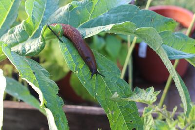 Les limaces et escargots au jardin : Tout sur les escargots et les limaces