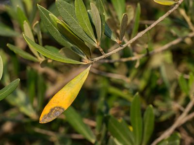 Mon olivier perd ses feuilles - Causes et rem�des